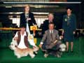 Weltsieger Brüssel (B) Ch.German Dandies' Earl of Speedy und Ch.Swanwillow Dainty Delight