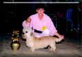 Winner St. Gallen (CH) Ch. Swanwillo Golden Guinea at Amansan