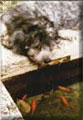 Fische fangen ..., Duffy, (Ch. Achlyne Munchkin MacDuff) ,  5 Monate alt aus Miami, Florida (USA)
