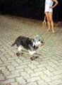 Skatboard ... Fitzpatrick von Familie Bruehmann-D