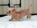 Eclair´s X-Pert -Bastian (FIN)