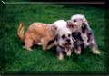 Ch German Dandies' Earl of Speedy, Ch Swanwillow Dainty Delight und Ch German Dandies' Kassandra (vlnr) na, na wer wird denn wohl?