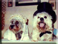 ...ein Vogel, nein, ein Hund wollte Hochzeit machen...