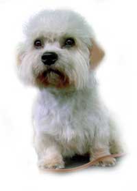 Humphrey Hemingway vom Adelsberg